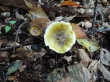 Tricholoma subsejunctum image