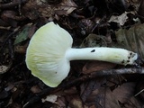 Tricholoma subsejunctum image