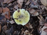 Tricholoma subsejunctum image
