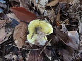 Tricholoma subsejunctum image