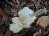 Tricholoma subsejunctum image