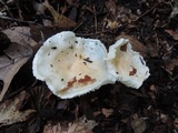 Hygrophorus roseobrunneus image