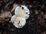 Hygrophorus roseobrunneus image