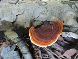 Gloeophyllum sepiarium image