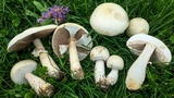 Agaricus crocodilinus image