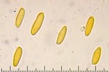 Xanthoconium affine image