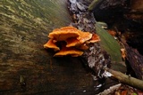 Pycnoporellus fulgens image