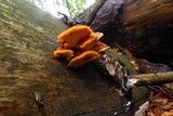 Pycnoporellus fulgens image