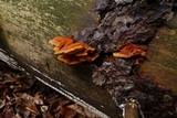 Pycnoporellus fulgens image