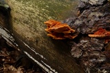 Pycnoporellus fulgens image