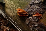 Pycnoporellus fulgens image