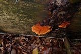 Pycnoporellus fulgens image