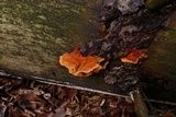 Pycnoporellus fulgens image