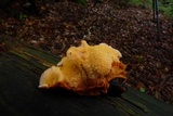 Pycnoporellus fulgens image