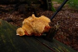 Pycnoporellus fulgens image