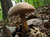 Tylopilus rubrobrunneus image