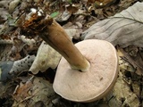 Tylopilus rubrobrunneus image