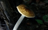 Oudemansiella furfuracea image