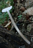 Oudemansiella furfuracea image