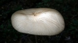 Oudemansiella furfuracea image