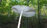 Oudemansiella furfuracea image