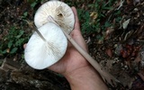 Oudemansiella furfuracea image
