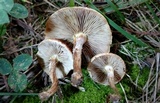 Pholiota angustipes image