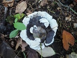 Phellodon niger image