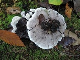 Phellodon niger image