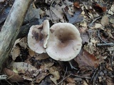 Lactarius mucidus image