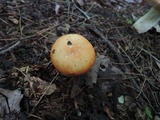 Russula paludosa image