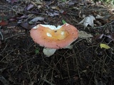 Russula paludosa image