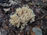Ramaria pallida image