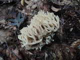 Ramaria pallida image