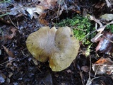 Tricholoma subsejunctum image