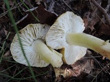 Tricholoma subsejunctum image