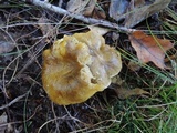 Tricholoma subsejunctum image