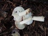 Russula silvicola image