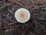 Clitocybe fragrans image