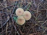 Clitocybe fragrans image
