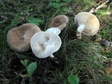 Lactarius subvernalis image