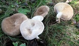 Lactarius subvernalis var. cokeri image