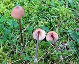 Entoloma conicum image