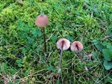 Entoloma conicum image