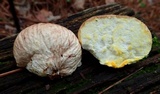 Calvatia rubroflava image