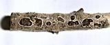 Peniophora albobadia image