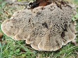 Coltricia montagnei image