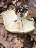 Tricholoma saponaceum image