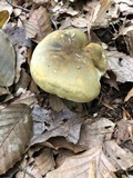 Tricholoma saponaceum image