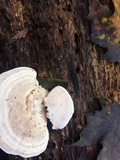 Trametes lactinea image